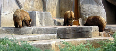 Grizzley Bear