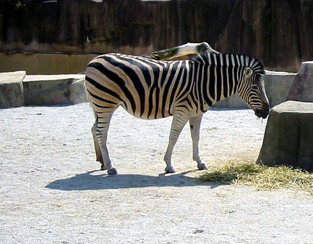 Zebra