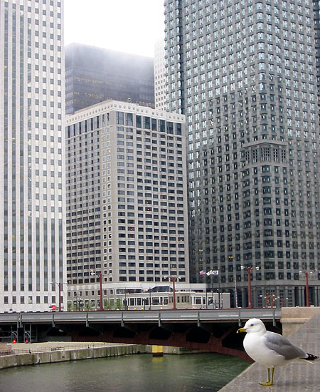 Seagulls on the Chicago River