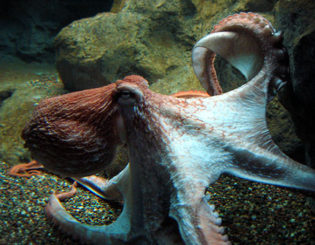 octopus