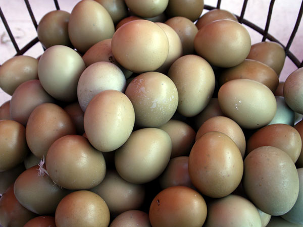 Union Square Greenmarket Eggs