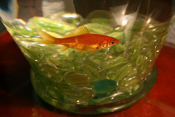 Hotel Triton Goldfish