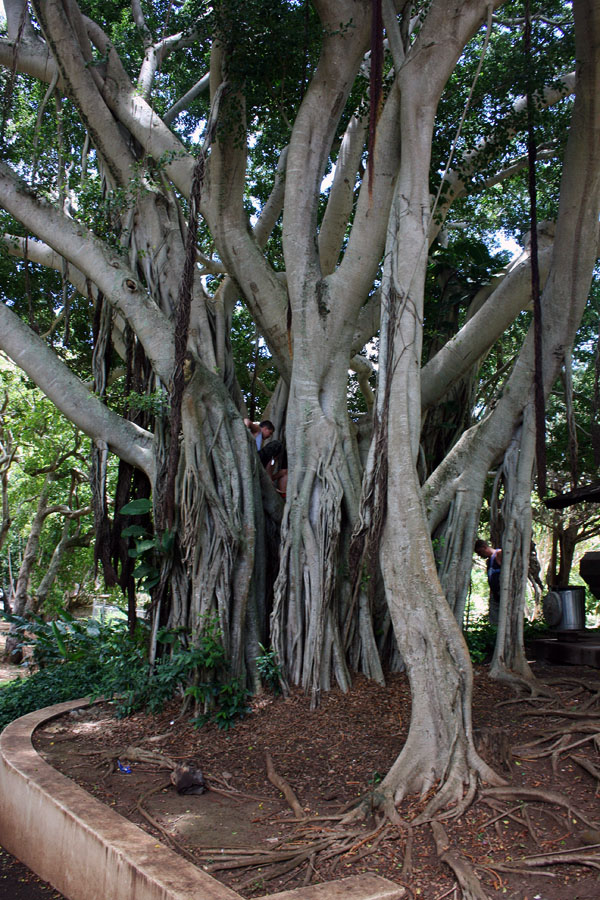 banyan