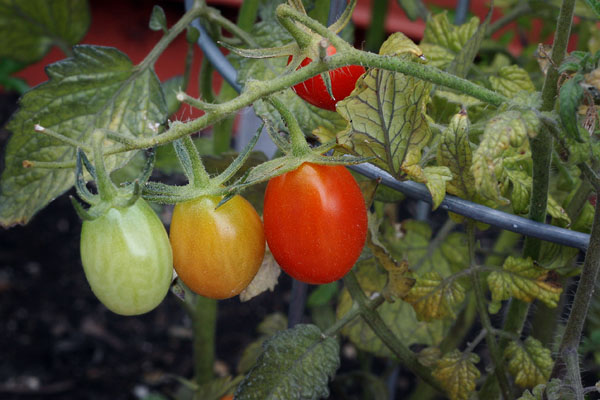 green_yellow_red_tomatoes