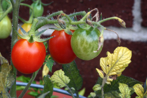 tomato_red_red_green