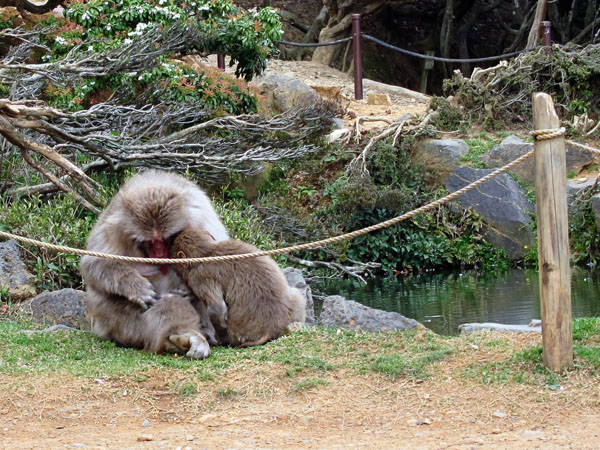 arashiyama_monkey_park_iwatayama_mom_monkey