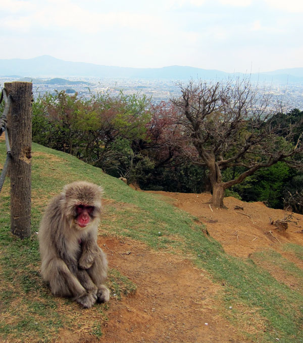 arashiyama_monkey_park_iwatayama_monkey_chilling