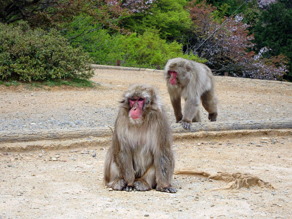 arashiyama_monkey_park_iwatayama_monkeys