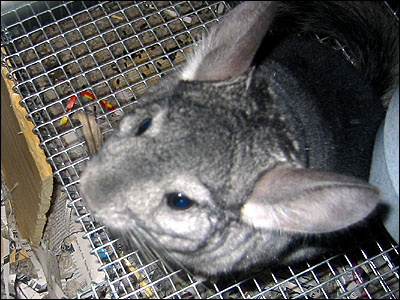 Chi Chi the Chinchilla