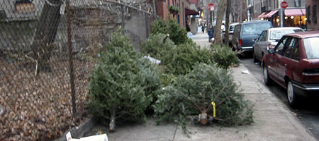 Discarded Christmas Trees