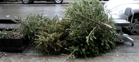 Discarded Christmas Trees