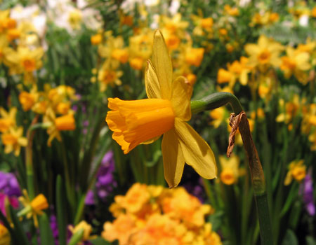 https://www.rachelleb.com/images/2005_03_16/daffodil.jpg